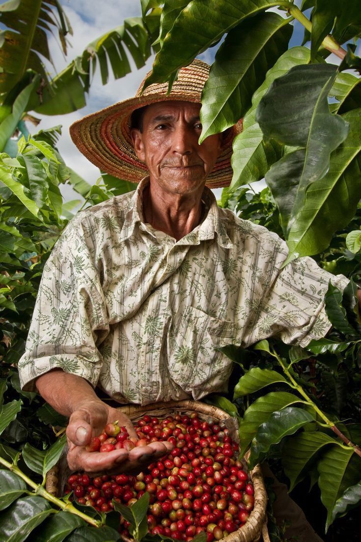 Productor colombiano cosechando café